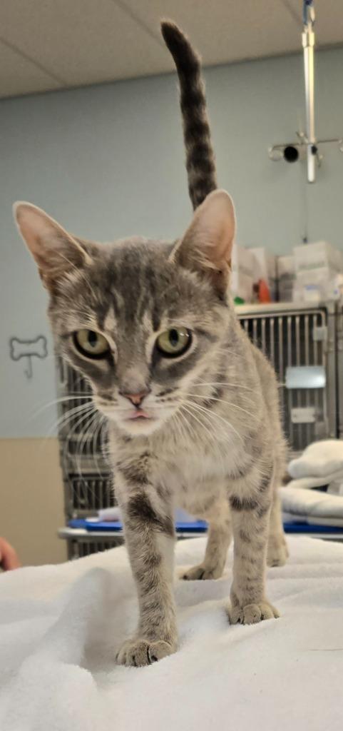 Patti, a Adoptable mixed breed in Murphysboro, IL image 1/4