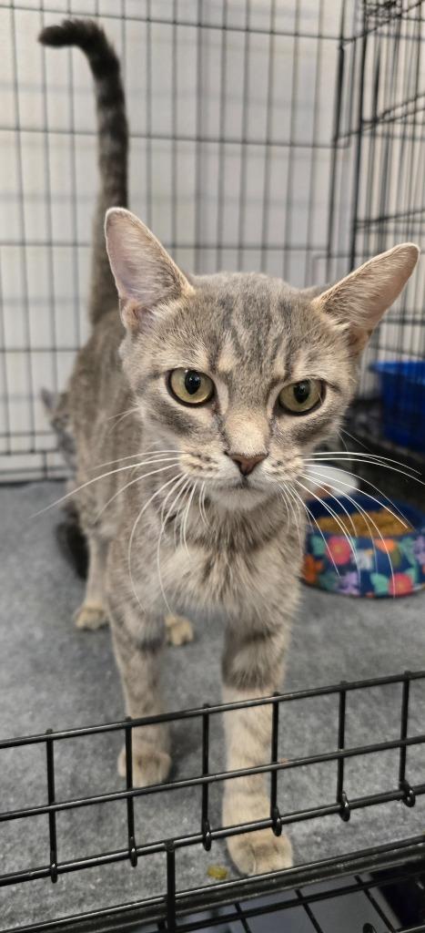 Patti, a Adoptable mixed breed in Murphysboro, IL image 2/4