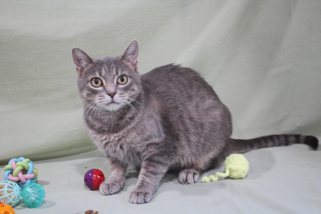 Patti, a Adoptable mixed breed in Murphysboro, IL image 4/4