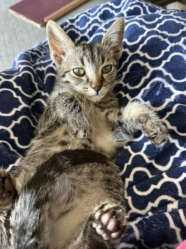 Simba