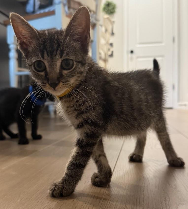 Simba