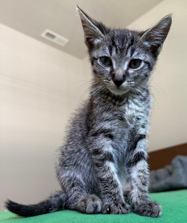 Cat for adoption - Simba, a Domestic Short Hair in Hillsboro, OR ...