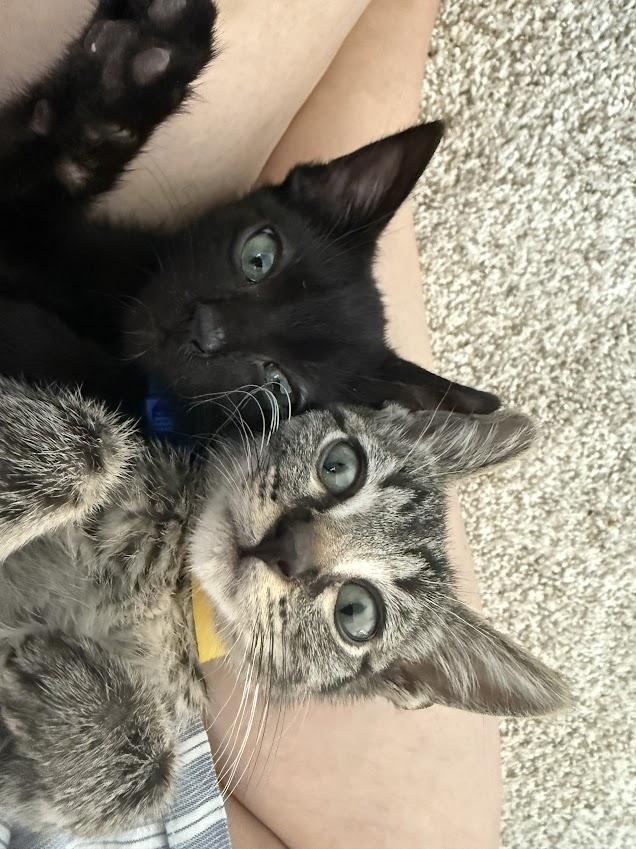Simba