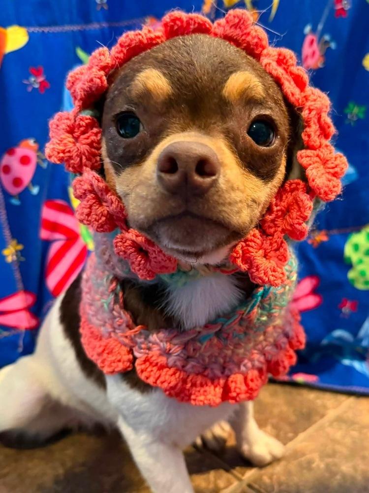 Enlarge Zoey, a Adoptable mixed breed in Scranton, PA image 1/1