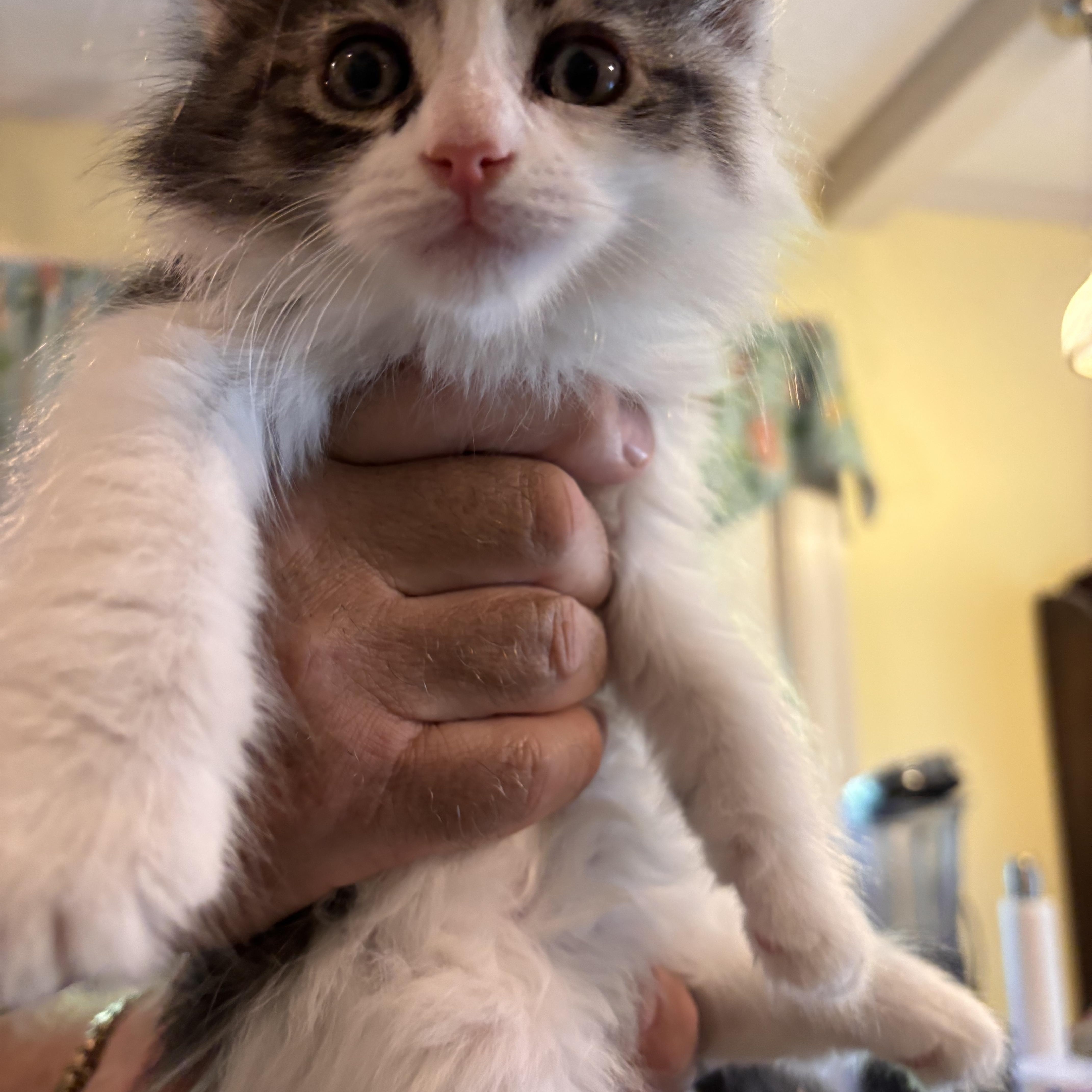 Nino, a ADOPTABLE Domestic Medium Hair in Shelby Township, MI image 2/2