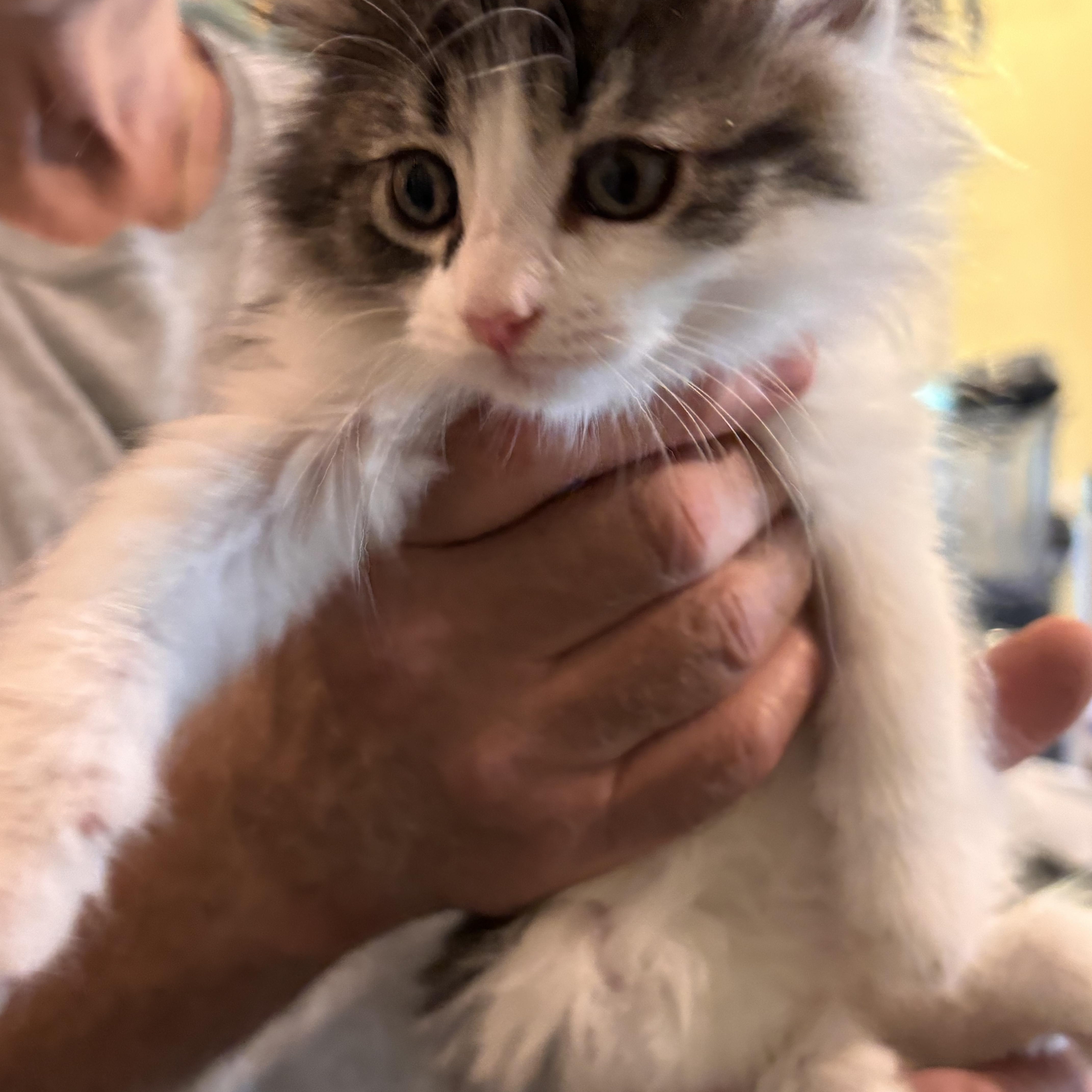 Nino, a ADOPTABLE Domestic Medium Hair in Shelby Township, MI image 1/2