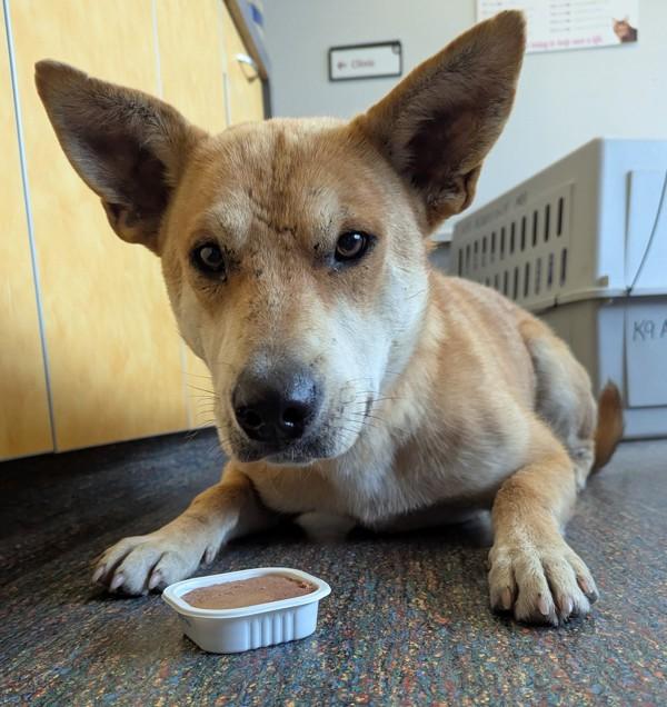 Enlarge Winnie, a Adoptable mixed breed in Winnipeg, MB image 2/2