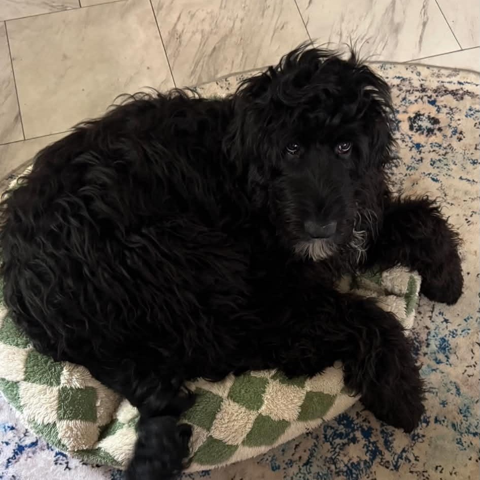 Enlarge Rue, an adopted mixed breed in Warwick , RI image 3/3