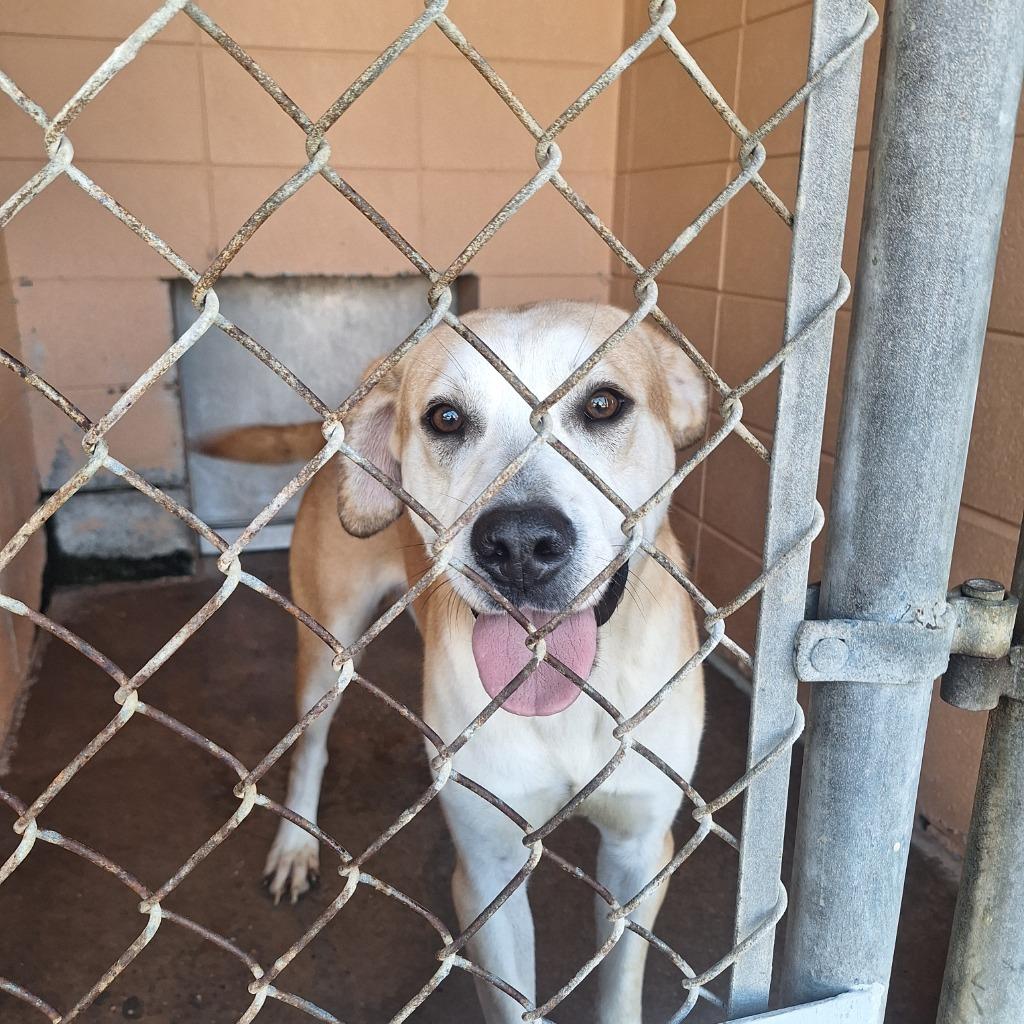 Trey, Adoptable, Young Male Shepherd & Labrador Retriever.