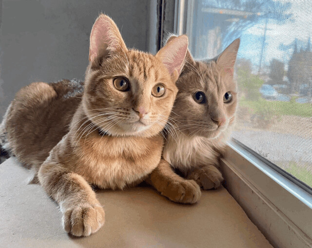 Tynee, Adopted, Young Male Tabby & Domestic Medium Hair.