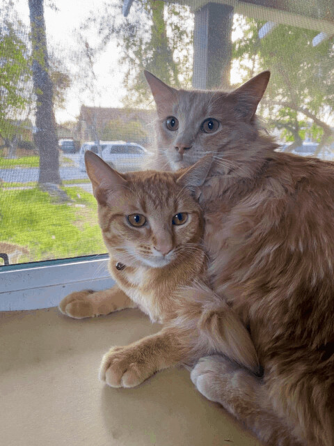 Enlarge Tynee, a Adopted mixed breed in Long Beach, CA image 2/4