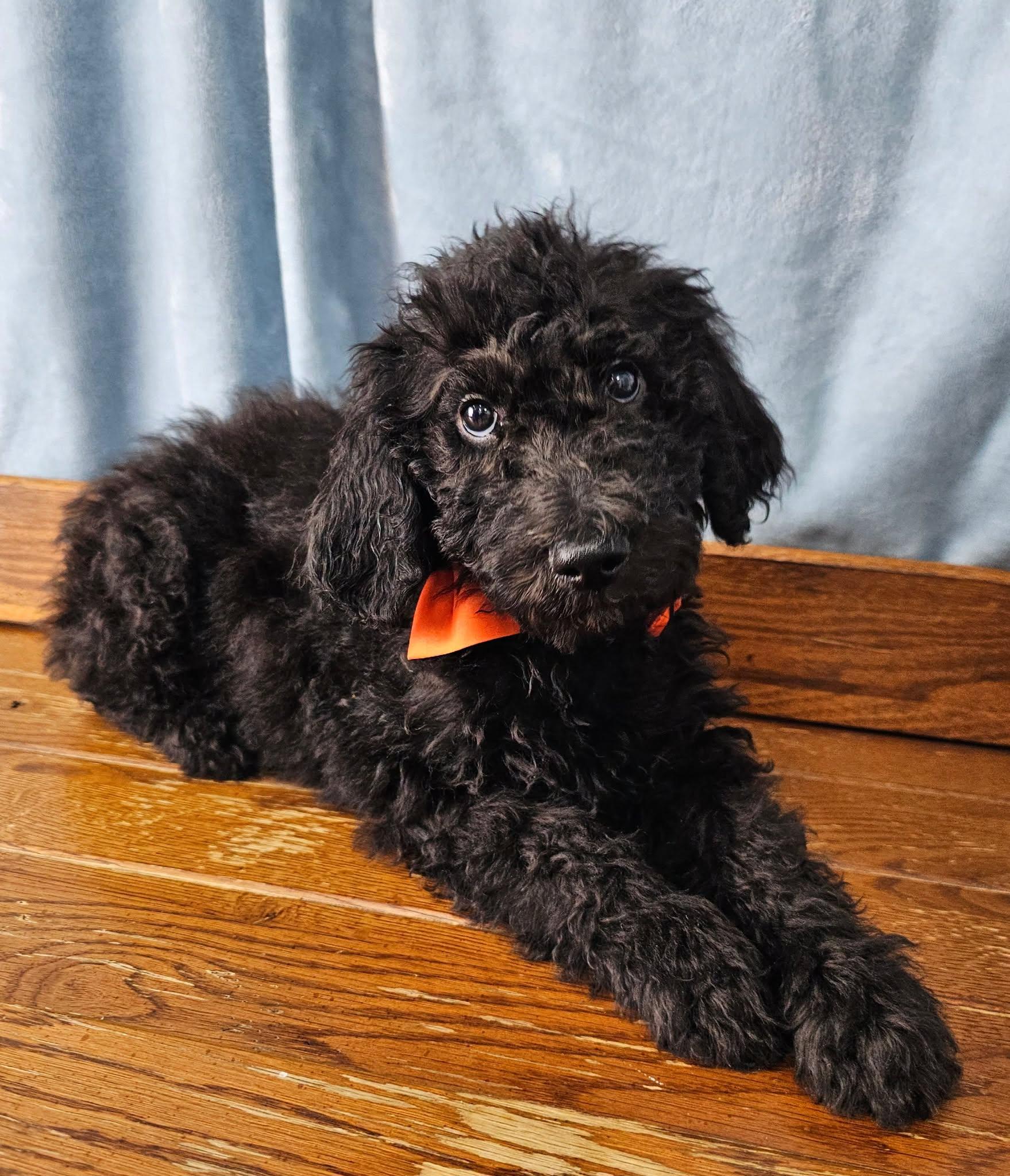 Pilot, Adoptable, Puppy Male Standard Poodle.