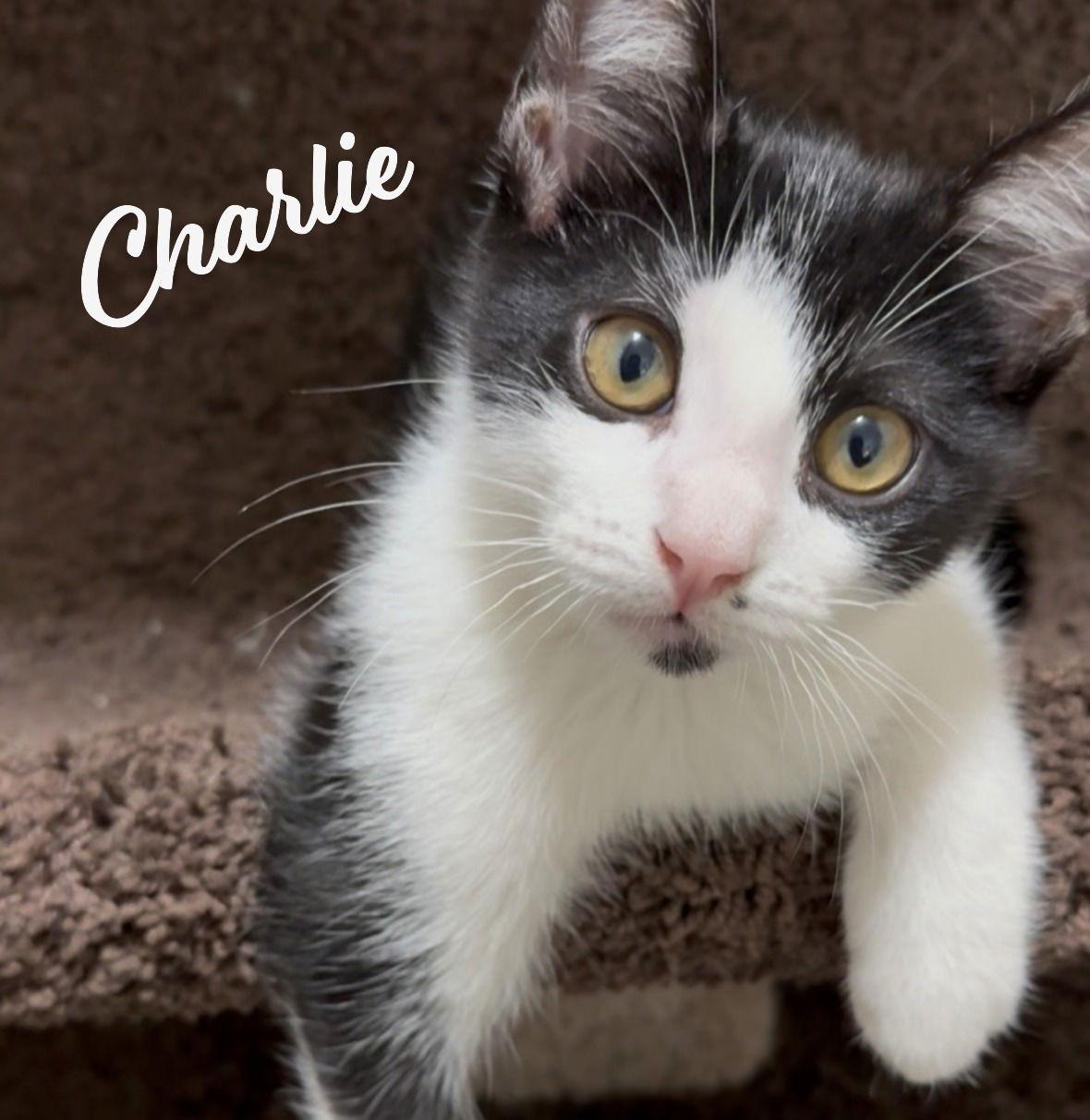 Charlie #dustbin-litter, Adopted, Kitten Male Tuxedo & Domestic Short Hair.