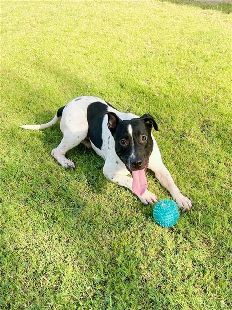 BULLSEYE, Adoptable, Young Male Pit Bull Terrier & Mixed Breed.