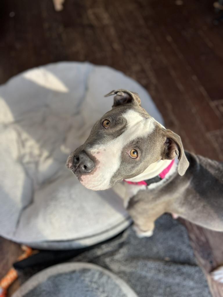 Enlarge Chicken - Momma dog, a ADOPTABLE American Bully in Sammamish, WA image 5/5