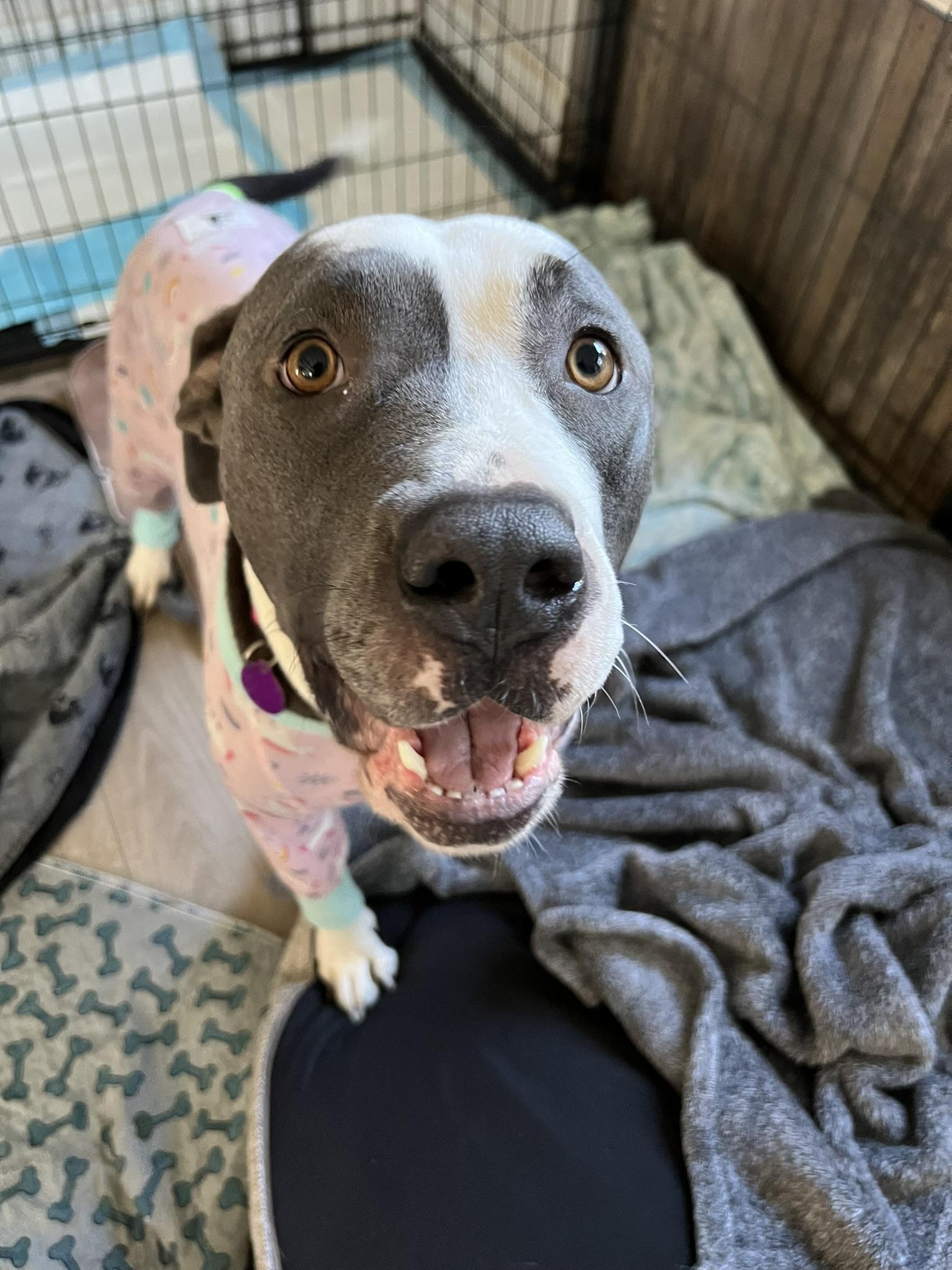 Enlarge Chicken - Momma dog, a ADOPTABLE American Bully in Sammamish, WA image 3/3