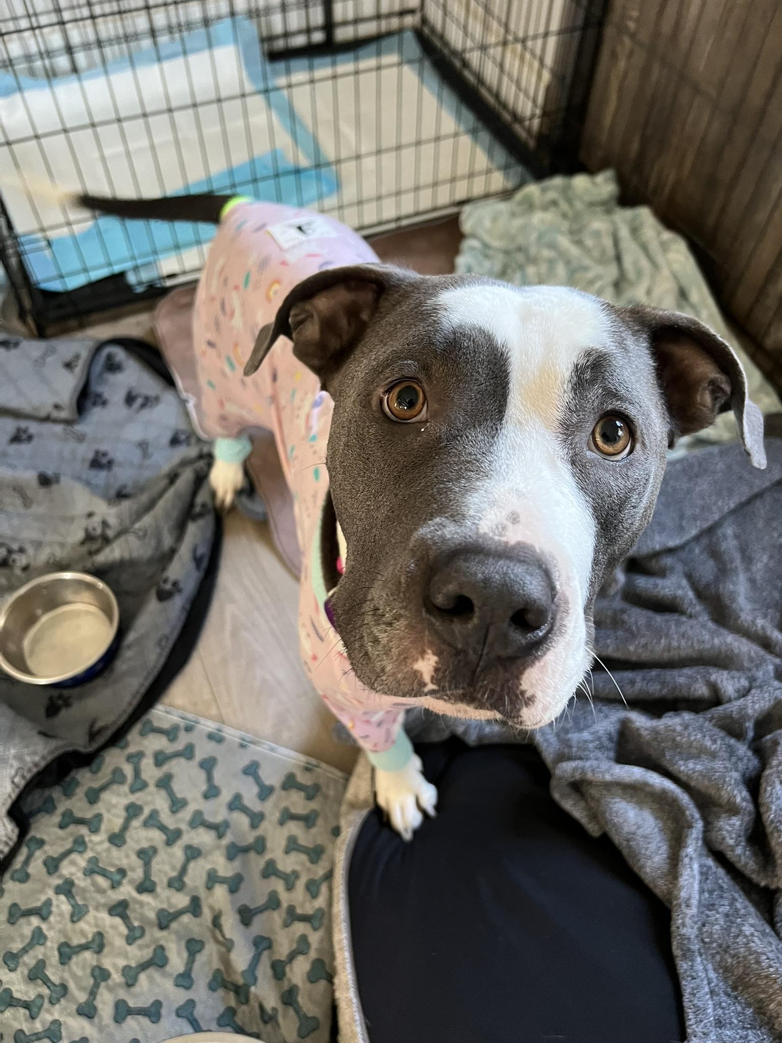 Chicken - Momma dog, ADOPTABLE, Adult Female American Bully.