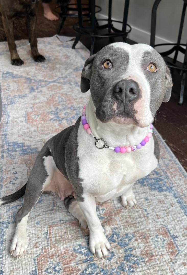 Chicken - Momma dog, ADOPTABLE, Adult Female American Bully.