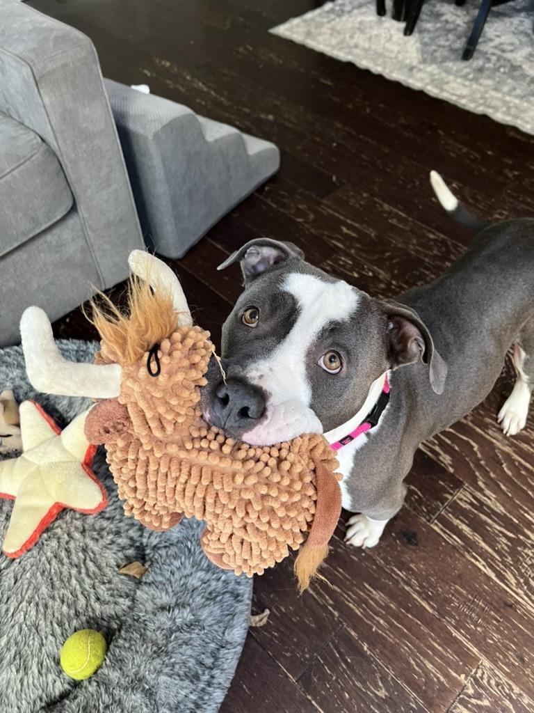 Chicken - Momma dog, ADOPTABLE, Adult Female American Bully.