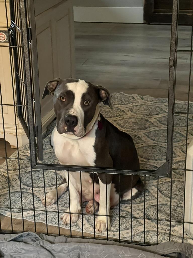 Enlarge Chicken - Momma dog, a ADOPTABLE American Bully in Sammamish, WA image 2/3