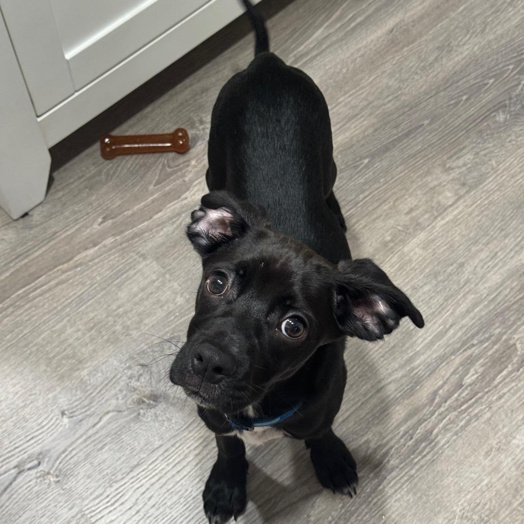 Pinecone, Adoptable, Puppy Male Feist & Black Labrador Retriever.