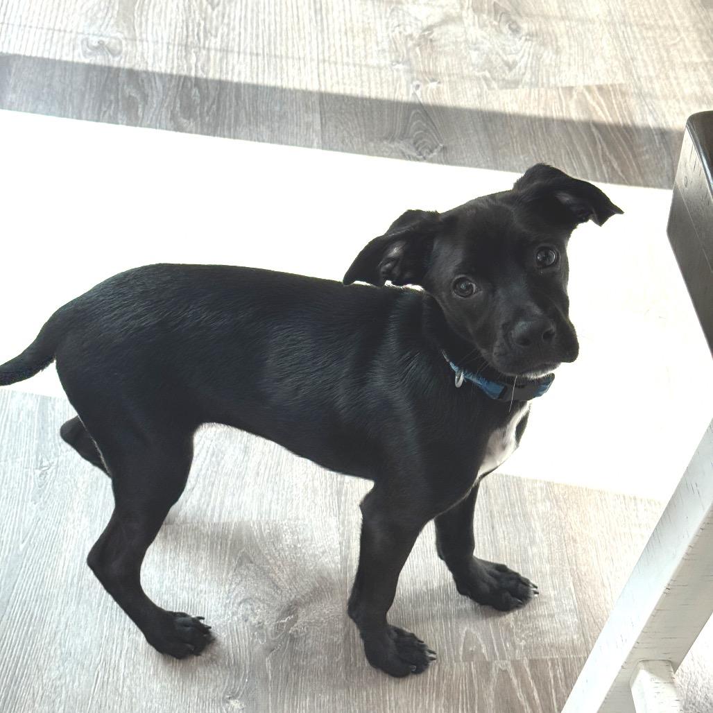 Enlarge Pinecone, a Adoptable mixed breed in Alexandria, VA image 2/6