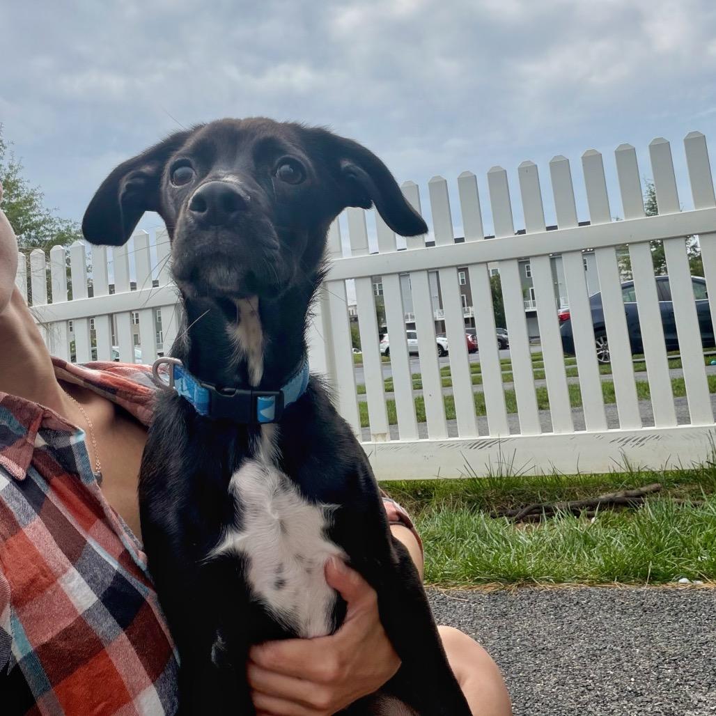 Enlarge Pinecone, a Adoptable mixed breed in Alexandria, VA image 3/6