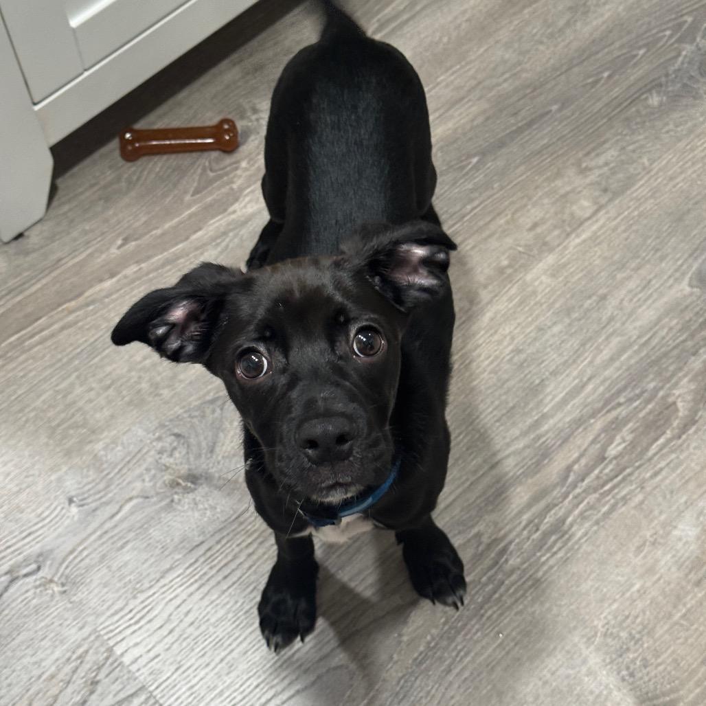 Enlarge Pinecone, a Adoptable mixed breed in Alexandria, VA image 4/6