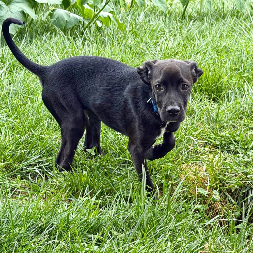 Enlarge Pinecone, a Adoptable mixed breed in Alexandria, VA image 5/6