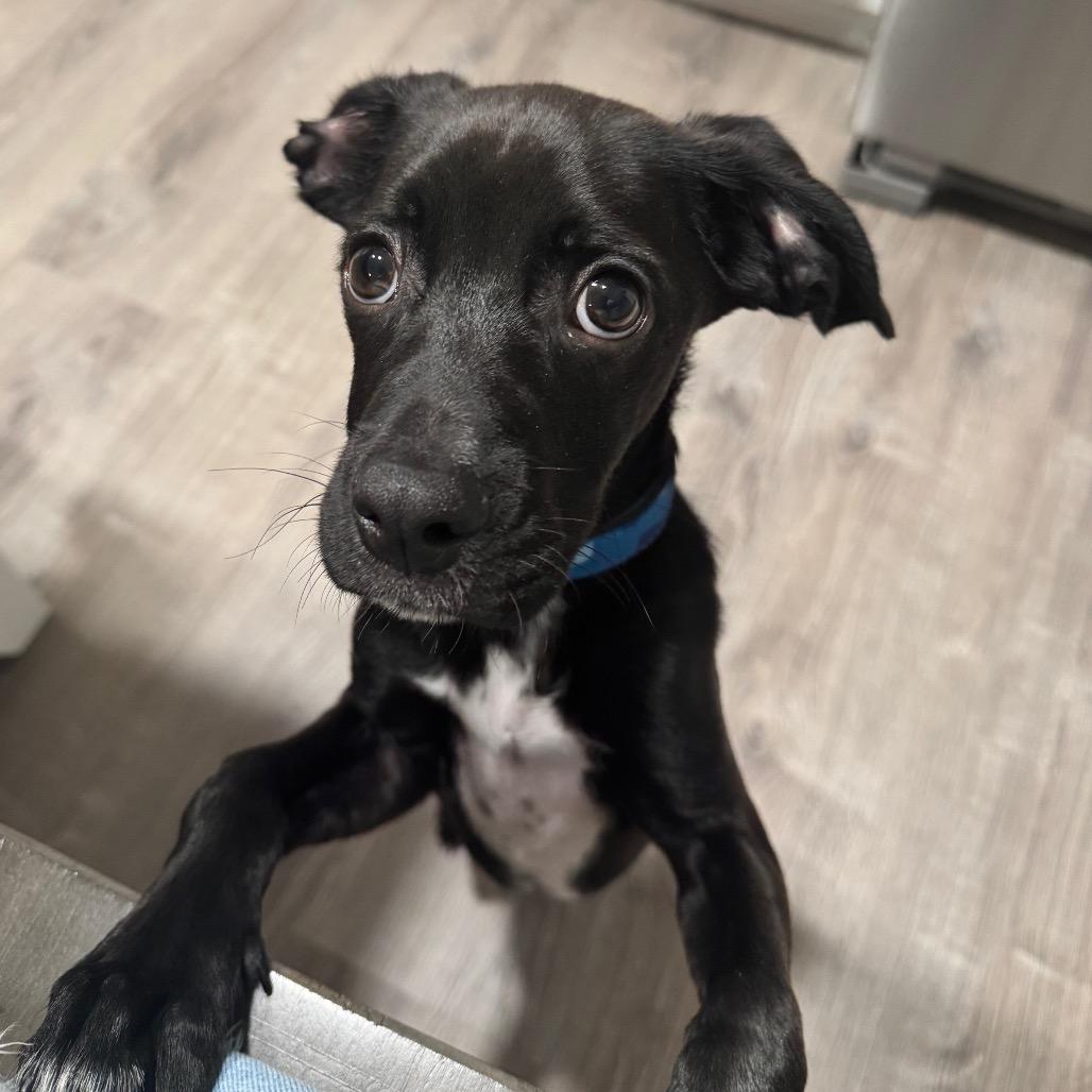 Enlarge Pinecone, a Adoptable mixed breed in Alexandria, VA image 6/6