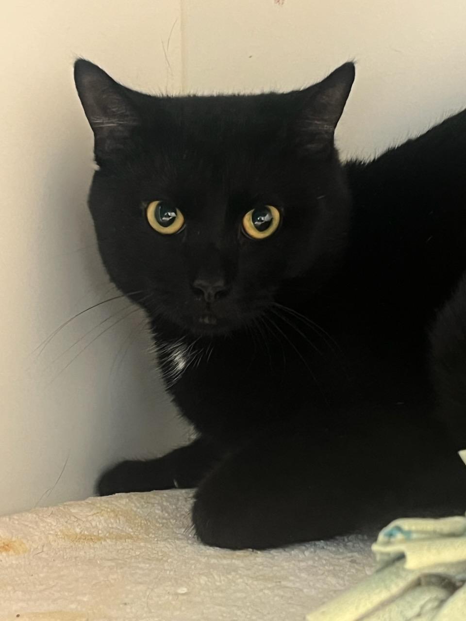 Enlarge Dreidel (ID 49426/4074), an adopted Domestic Short Hair in Manassas, VA image 1/1