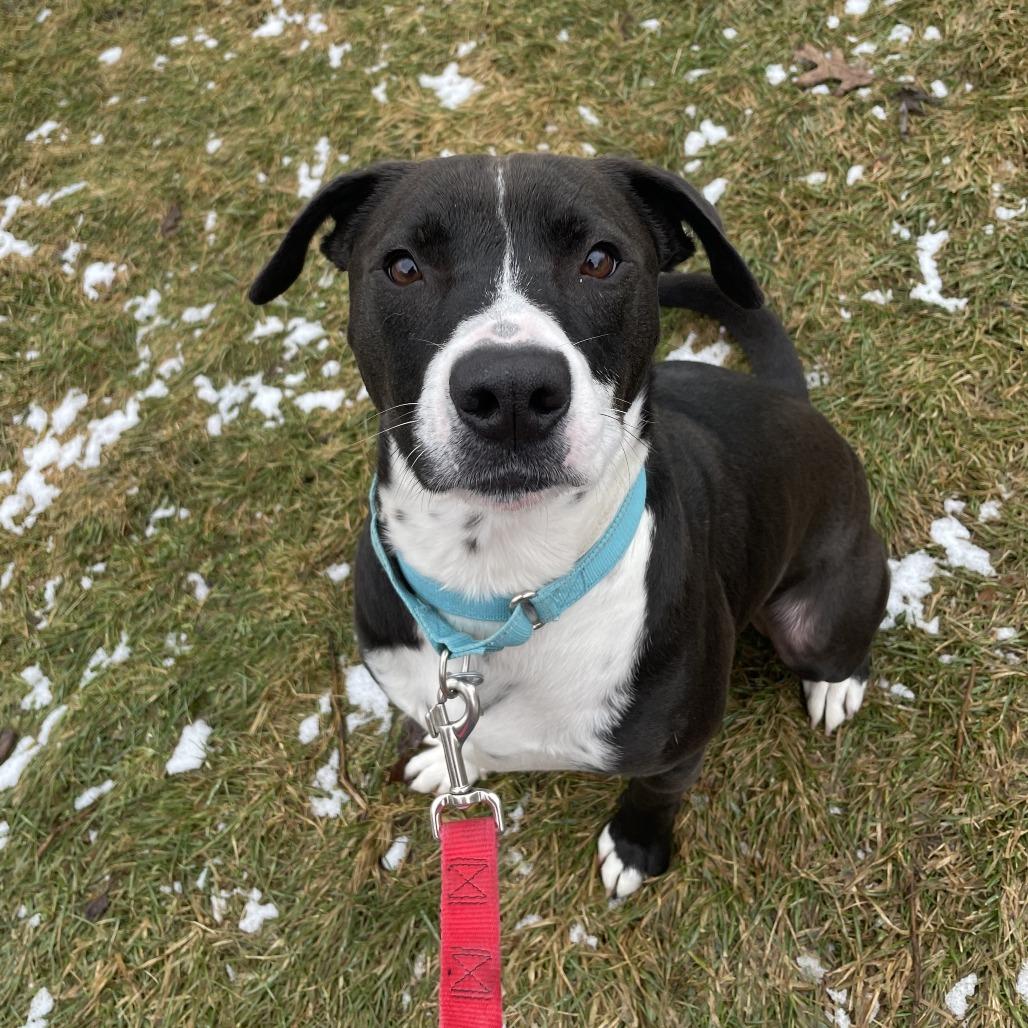 Indigo, Adoptable, Adult Male Mixed Breed.