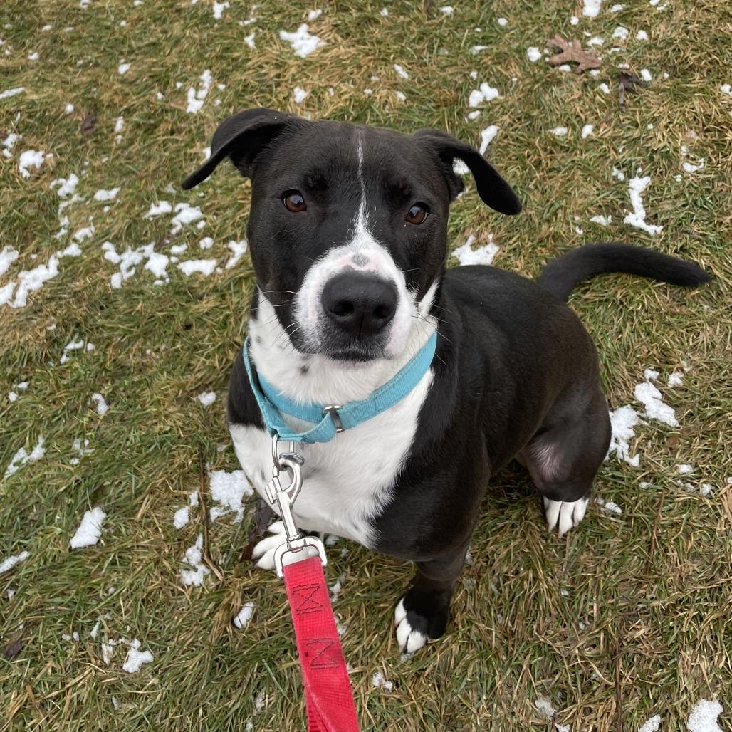 Indigo, a Adoptable Mixed Breed in Pittsford, VT image 2/3
