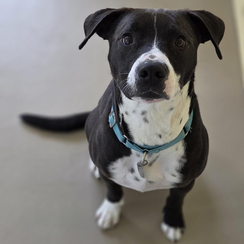 Enlarge Indigo, a Adoptable Mixed Breed in Pittsford, VT image 2/4