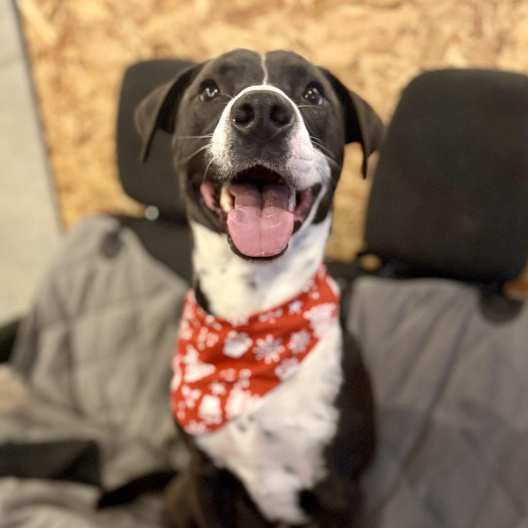 Indigo, a Adoptable Mixed Breed in Pittsford, VT image 3/3