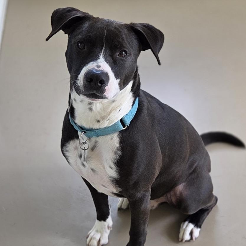 Enlarge Indigo, a Adoptable Mixed Breed in Pittsford, VT image 4/4