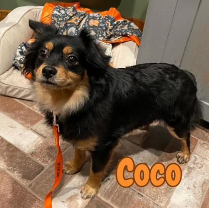 Enlarge Coco, a Adoptable mixed breed in Southern Pines, NC image 1/3