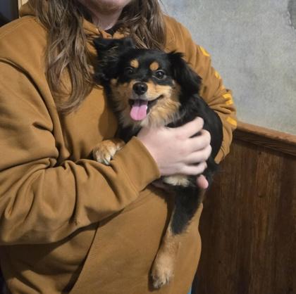 Enlarge Coco, a Adoptable mixed breed in Southern Pines, NC image 2/3