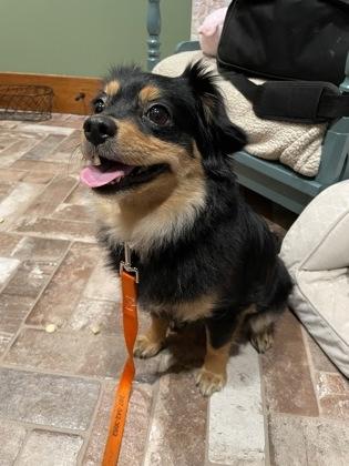 Enlarge Coco, a Adoptable mixed breed in Southern Pines, NC image 2/3