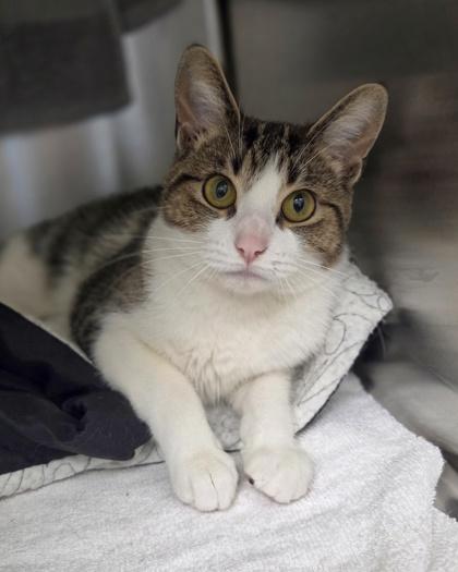 Berry Pie, Adoptable, Adult Female Domestic Short Hair & Domestic Short Hair.