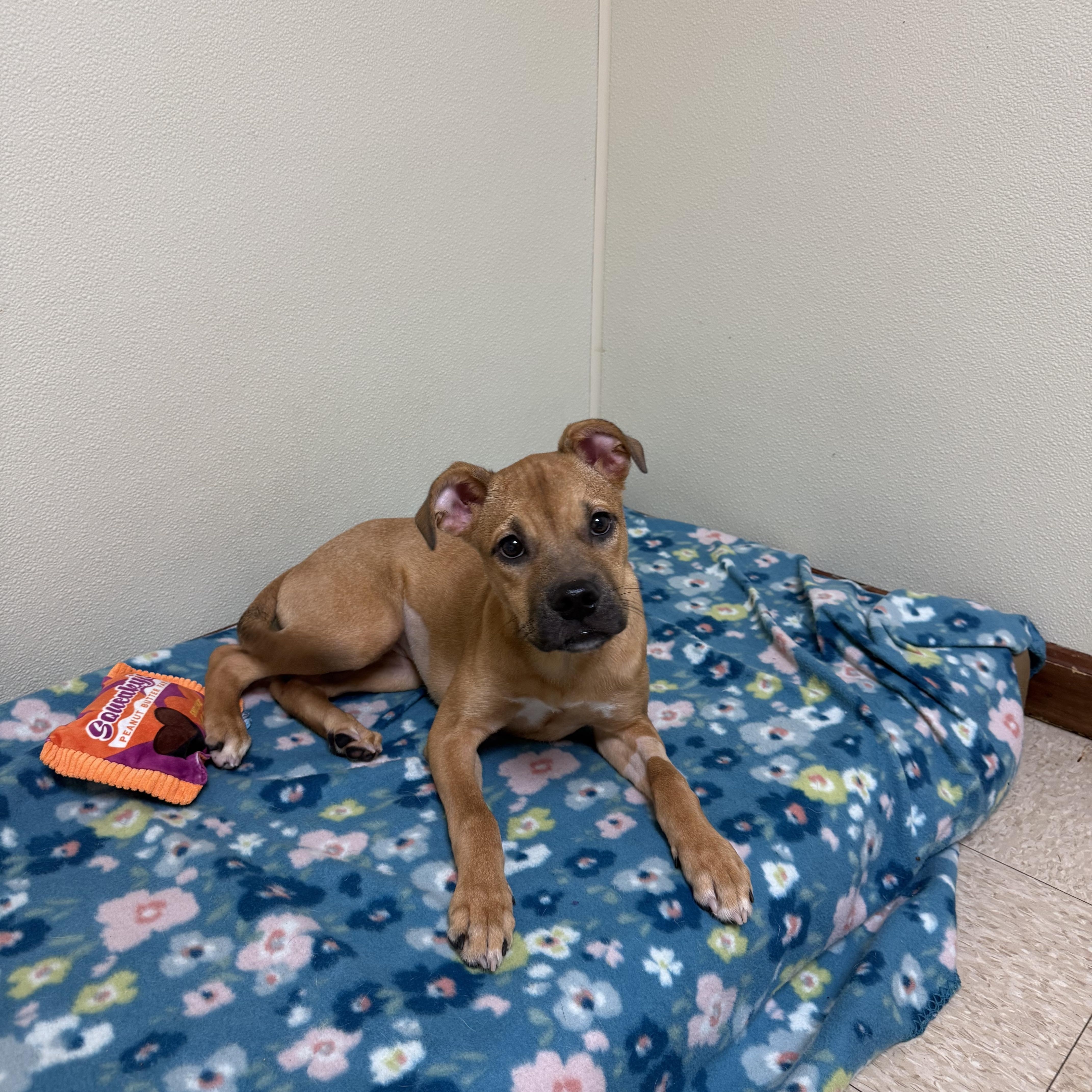 Enlarge Dixie, a Adoptable mixed breed in Douglas, MA image 4/6