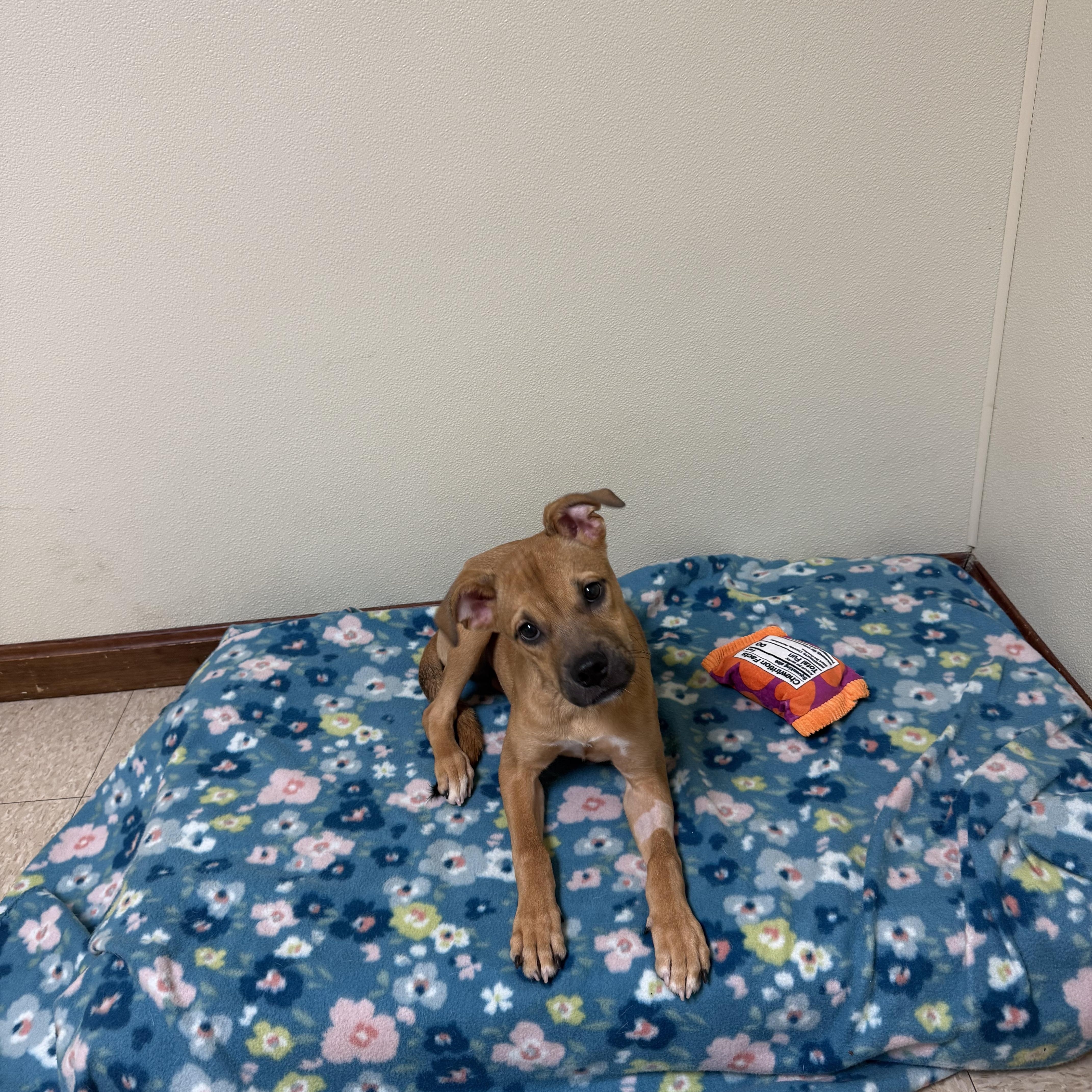 Dixie, Adoptable, Puppy Female Boxer & Labrador Retriever.