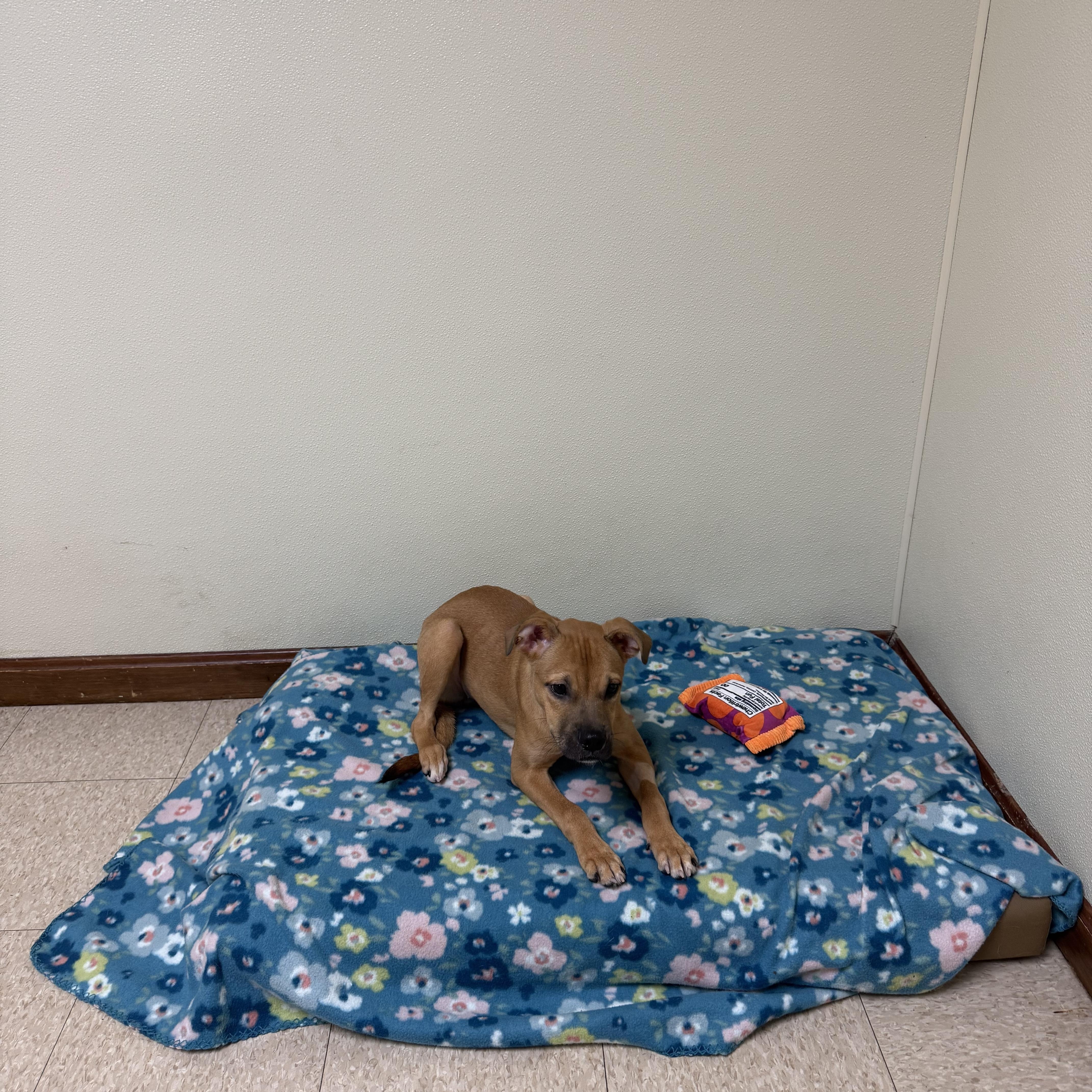 Enlarge Dixie, a Adoptable mixed breed in Douglas, MA image 2/6
