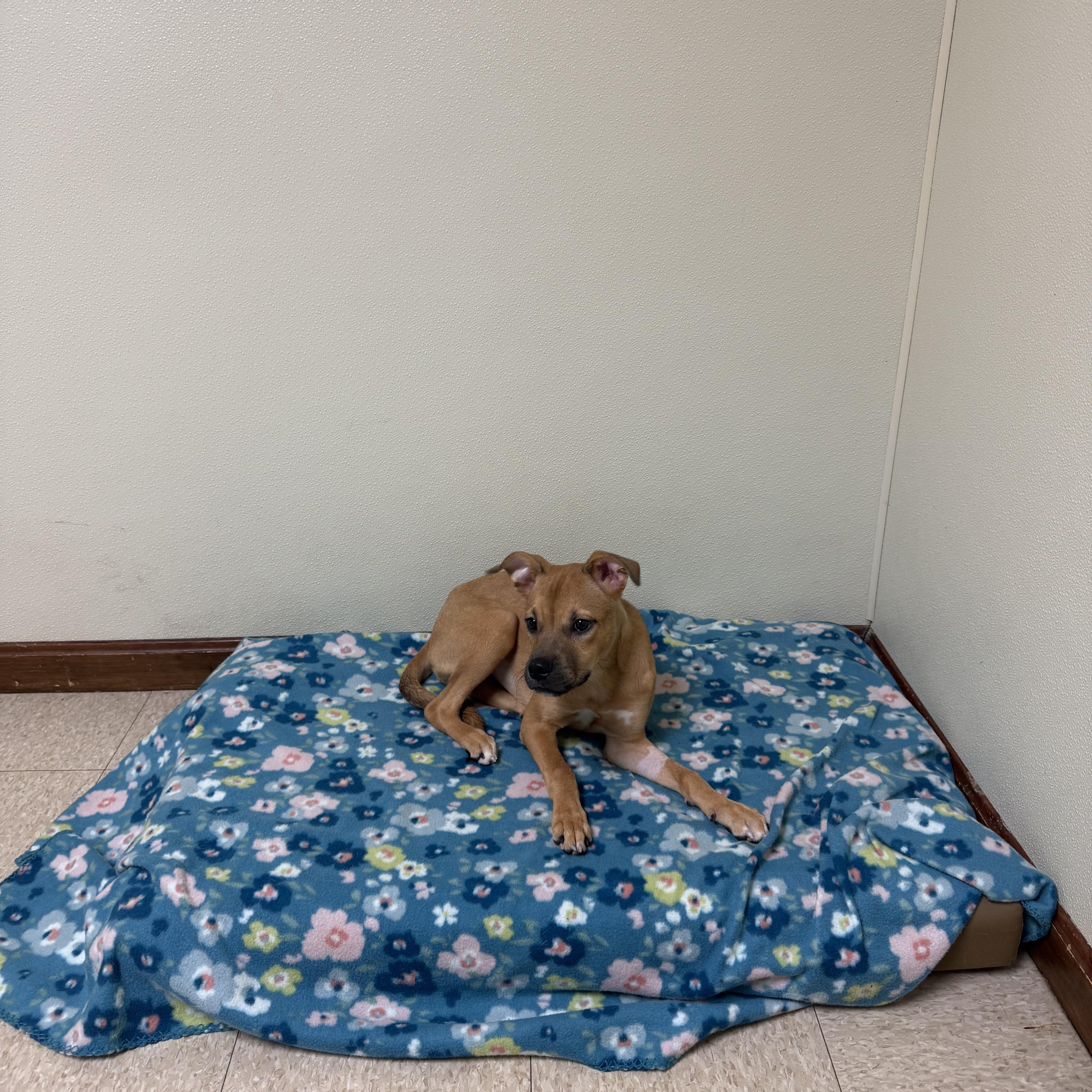 Enlarge Dixie, a Adoptable mixed breed in Douglas, MA image 5/6