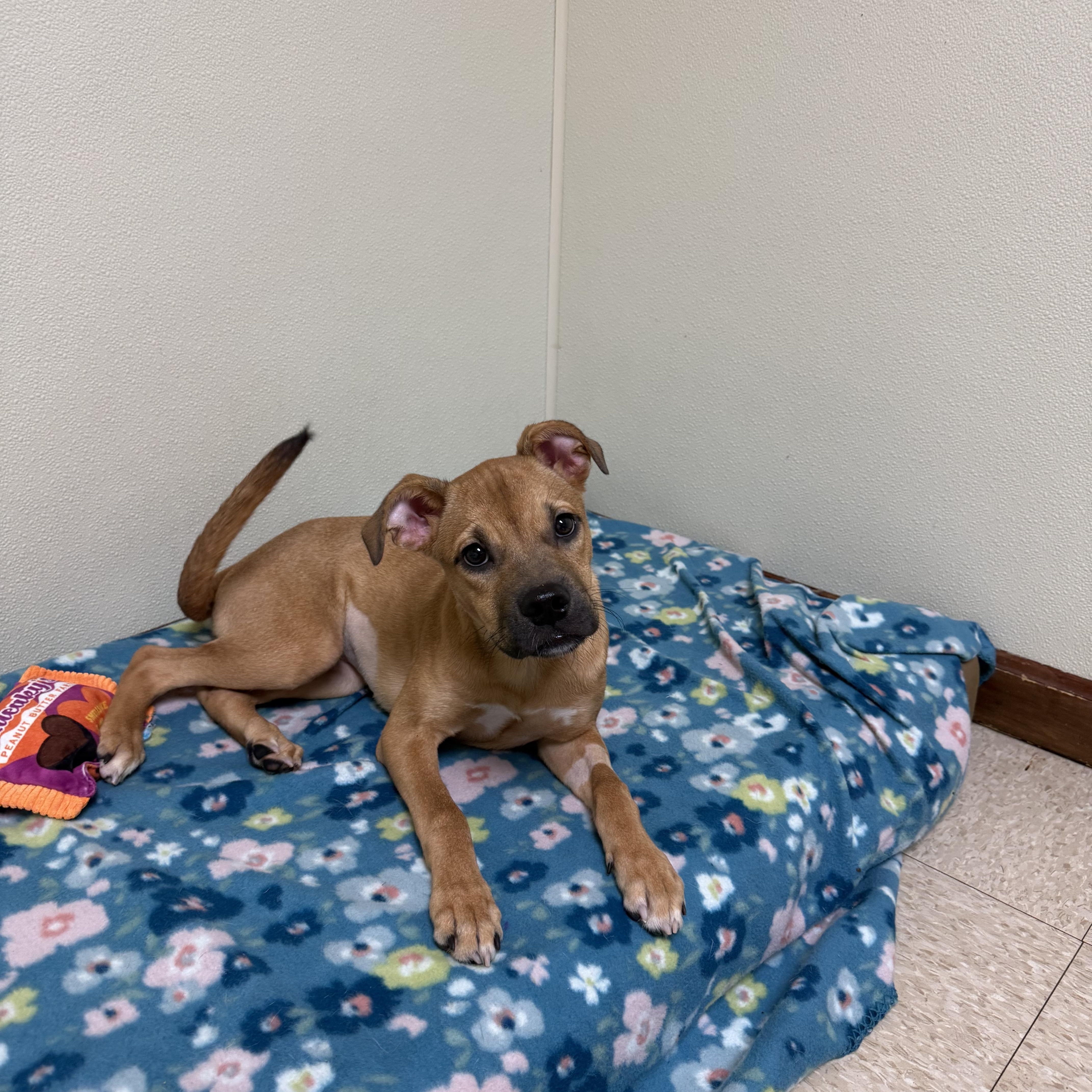 Enlarge Dixie, a Adoptable mixed breed in Douglas, MA image 3/6