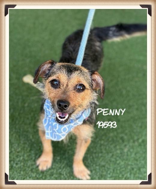 PENNY/JENNY, an adopted mixed breed in Marietta, GA image 2/6