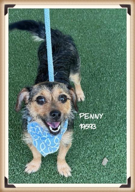 PENNY/JENNY, an adopted mixed breed in Marietta, GA image 6/6