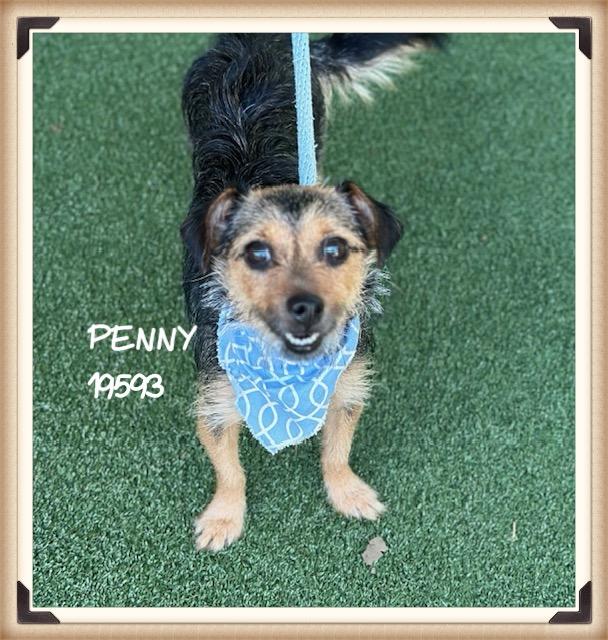 PENNY/JENNY, adopted, Young Female Terrier.