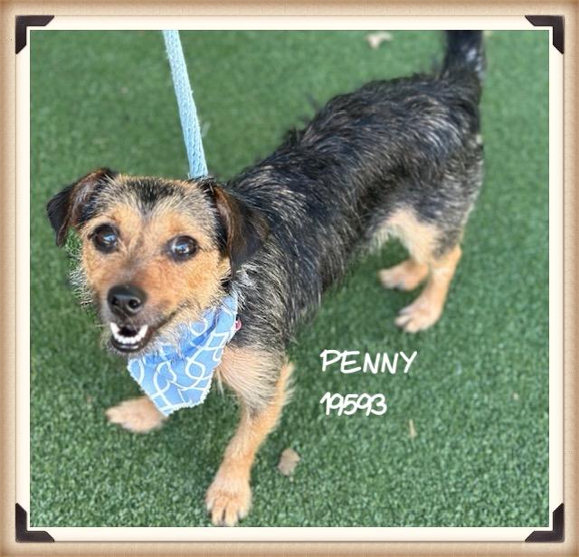 PENNY/JENNY, an adopted mixed breed in Marietta, GA image 4/6