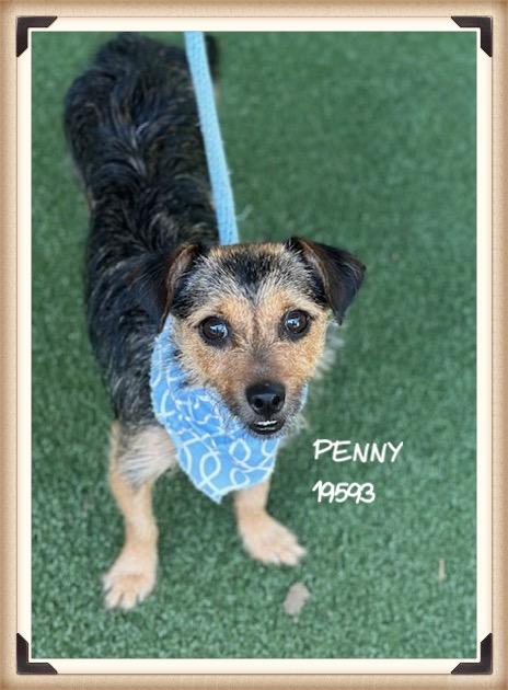 PENNY/JENNY, an adopted mixed breed in Marietta, GA image 5/6